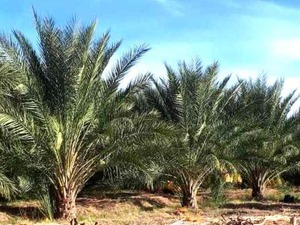 vente terrain agricole biskra