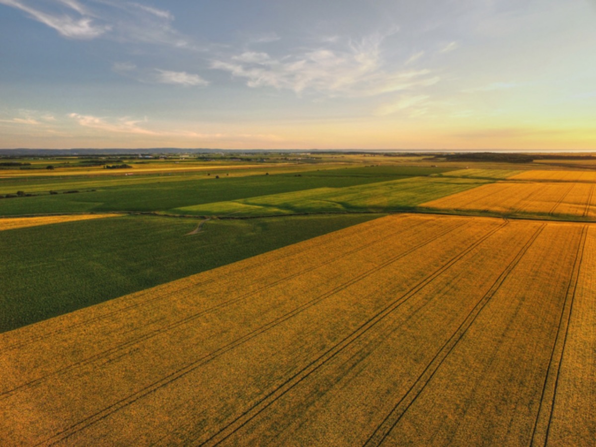  Vente  Terrain agricole Alaimia à Mascara