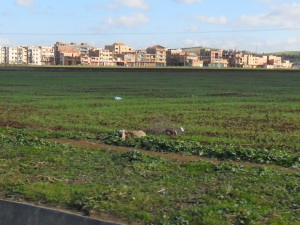 Terres agricoles